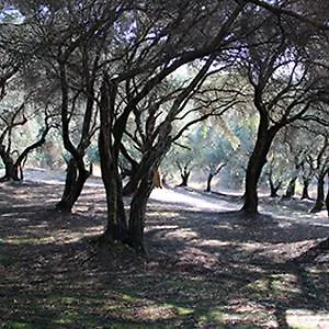 Romaios
